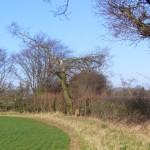 Greater Beaulieu Park